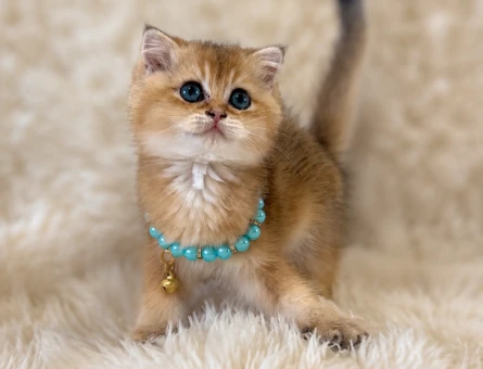 British Shorthair Golden Erkek Yavrumuz - 6628