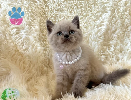 Güzeller Güzelliği British Shorthair Bebeğimiz - 6630