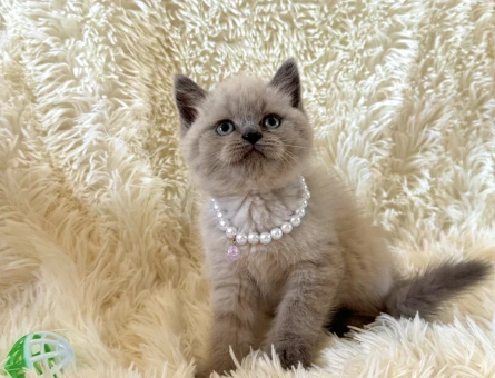 Güzeller Güzelliği British Shorthair Bebeğimiz - 6630