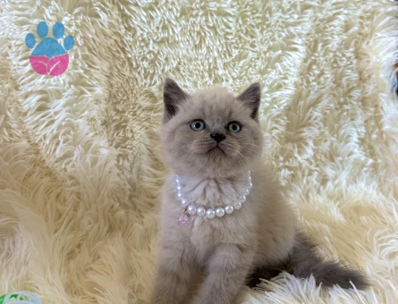 Güzeller Güzelliği British Shorthair Bebeğimiz