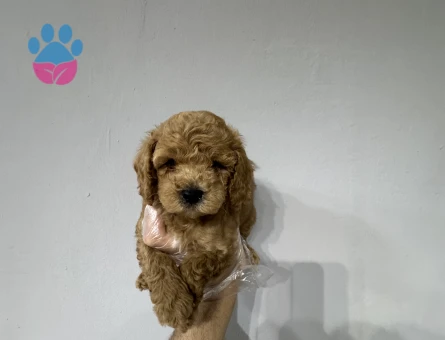 Maltipoo bebekler