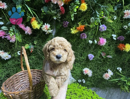 Maltipoo bebekler