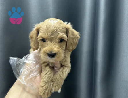 Evinizin bebeği Maltipoo yavruları