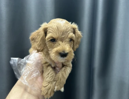 Evinizin bebeği Maltipoo yavruları - 6637