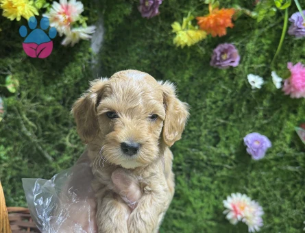 Mini mini maltipoo bebekler