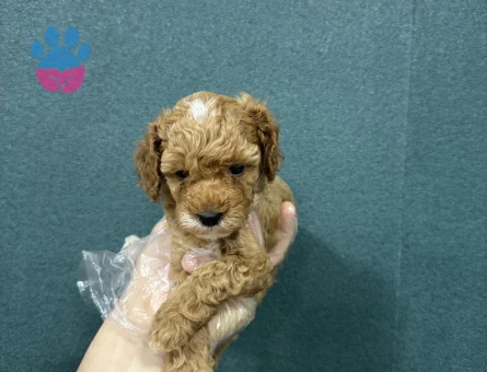 Minyon bebekler maltipoo