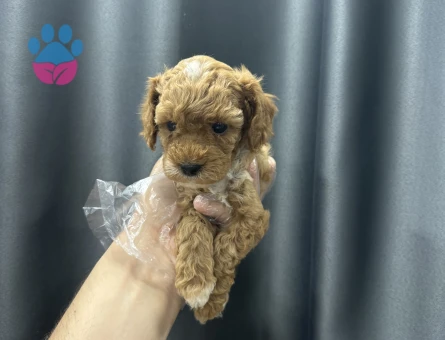 Koku yapmayan maltipoo bebekler - 6641
