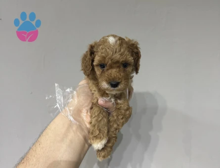 Evinizin bebeği maltipoo yavrular