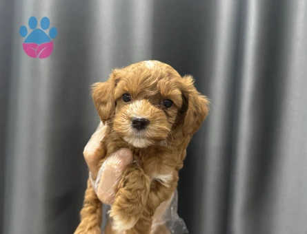 Çift renk maltipoo bebekler