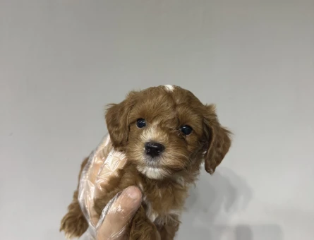 Mini mini maltipoo yavrular - 6646
