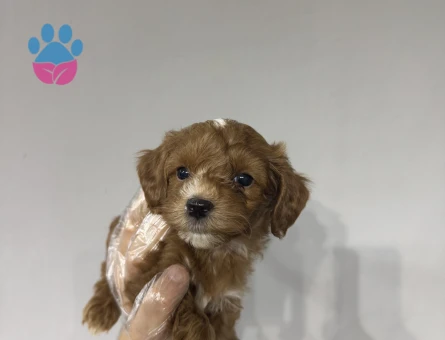 Mini mini maltipoo yavrular