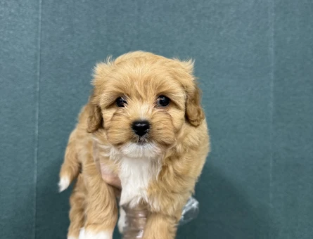 HAFİF TÜY YAPILI MALTİPOO BEBEKLER - 6648