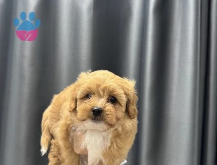 Çocuklarla iletişimi kuvvetli maltipoo bebekler