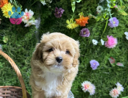 Baby face maltipoo bebekler