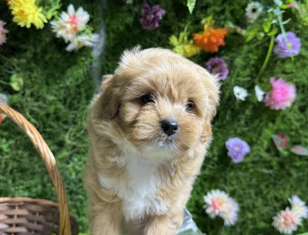 Baby face maltipoo bebekler - 6651