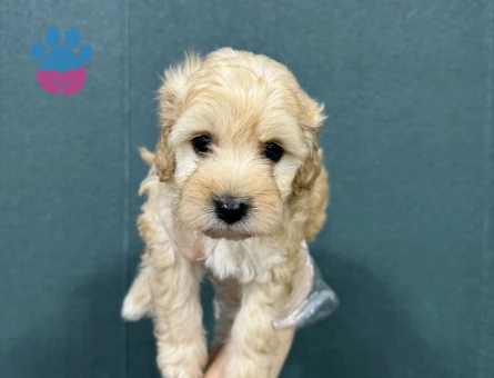 Maltipoo bebeklerimiz - 6652