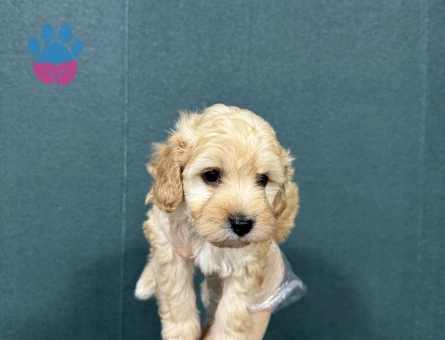 Maltipoo bebeklerimiz