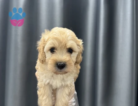 Krem renk maltipoo bebekler - 6653