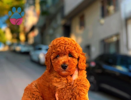Kore Poodle bebeklerimiz