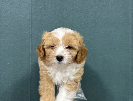 Evinizin bebeği maltipoo yavruları - 6661