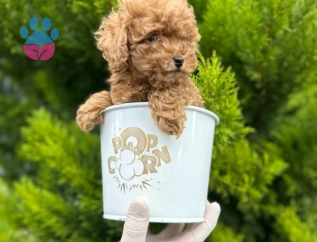 Kore Poodle bebekler