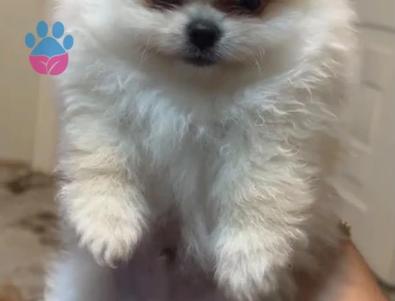 POMERANİAN BOO (AYI SURAT)