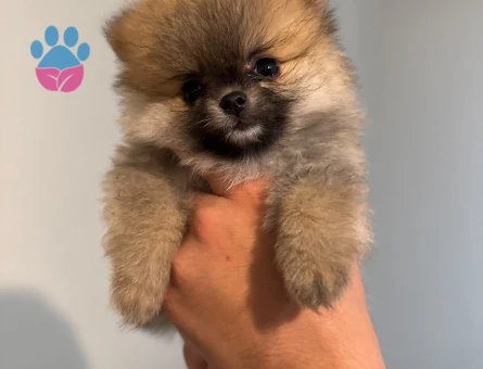 POMERANİAN BOO (AYI SURAT)