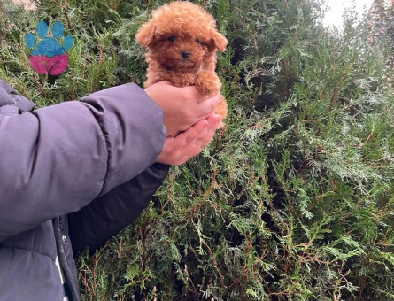 Hi̇poalerjeni̇k Toy Poodle Bebekleri̇mi̇z - 6670