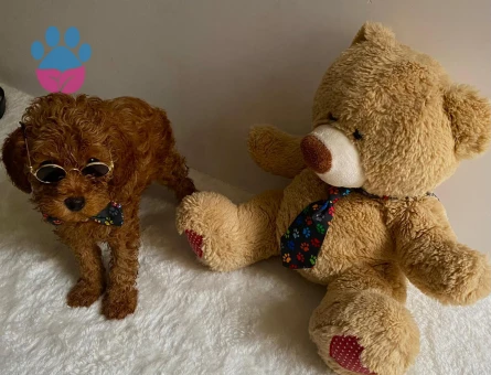 Çocuklarin Mutluluğu Toy Poodle Bebekleri̇m