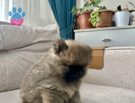 Erkek Pomeranian Son Erkek Teddy Bear yavrumuz yeni ailesini arıyor.