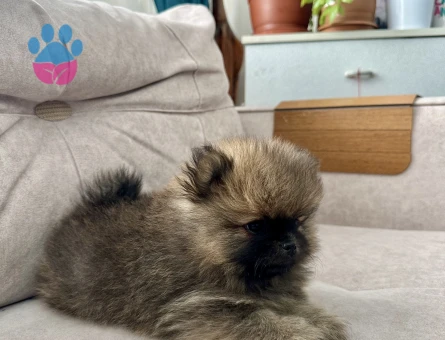 Erkek Pomeranian Son Erkek Teddy Bear yavrumuz yeni ailesini arıyor.