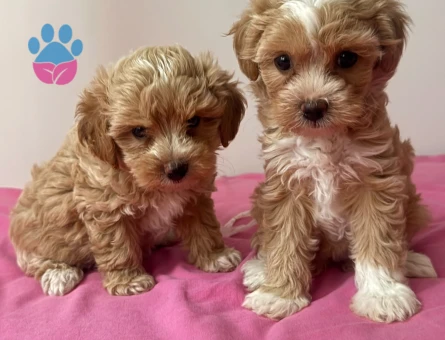 ÇOK ÖZEL MALTİPOO YAVRULARIMIZ - 6677