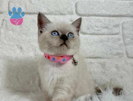 2 Aylık British Shorthair Bluepoint Dişi