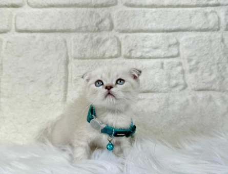 Scottish Fold 2 Aylık Erkek