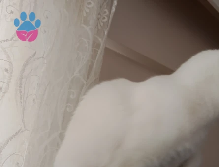 Ankara Kedisi 8 Aylık Dişi