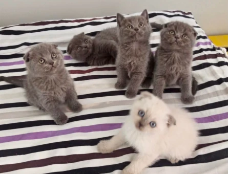 scottish yavrular sahiplerini bekliyor