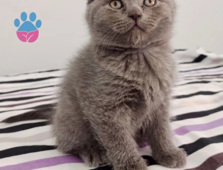 scottish yavrular sahiplerini bekliyor