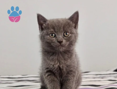 scottish yavrular sahiplerini bekliyor