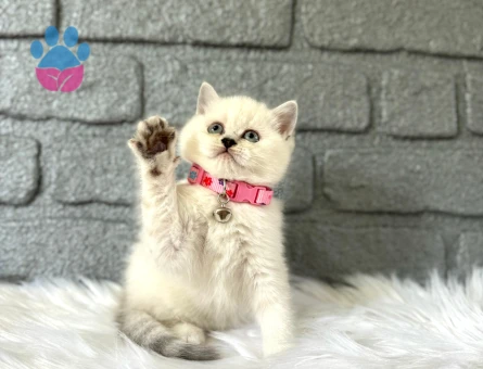 British Shorthair Point Dişi Yavrumuz 2 Aylık