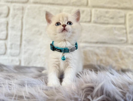 British Shorthair Yakışıklı Point Yavrularımız