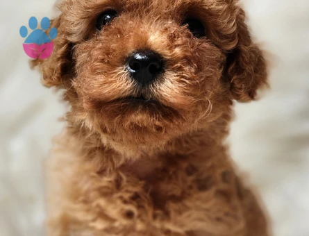 Veteriner teknikerinden tüm bakımları yapılı toy bebek