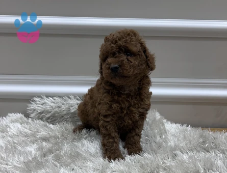 Kore Kanı Dark Red Brown Yavrularımız