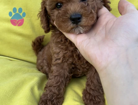 Kore Kanı Dark Red Brown Yavrularımız