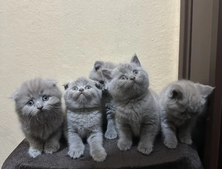 Safkan top kafa scotis fold briths shorthair