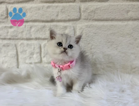 British Shorthair Silver Dişi 2 Aylık Lokum Kızımız