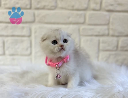 Scottish Fold Evinizin Starı Dişi Yavrumuz