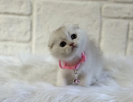 Scottish Fold Evinizin Starı Dişi Yavrumuz