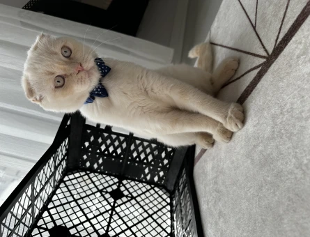 Safkan mükemmel British Shorthair 6 Aylık