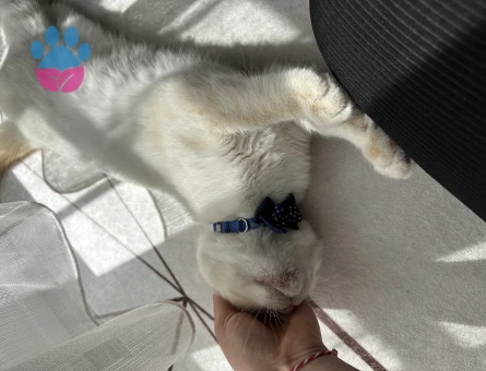 Safkan mükemmel British Shorthair 6 Aylık