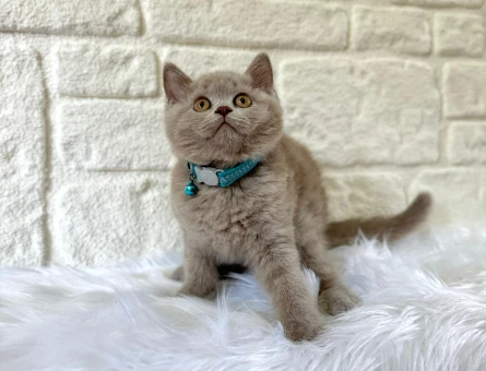 British Shorthair Lilac Erkek 2 Aylık